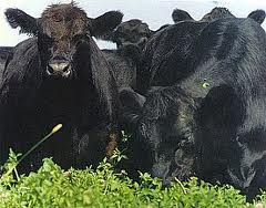 aberdeen-angus.jpg (11455 bytes)