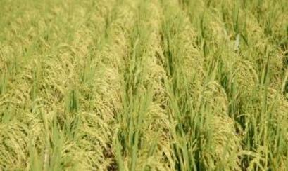 arroz_54_5.jpg (23847 bytes)