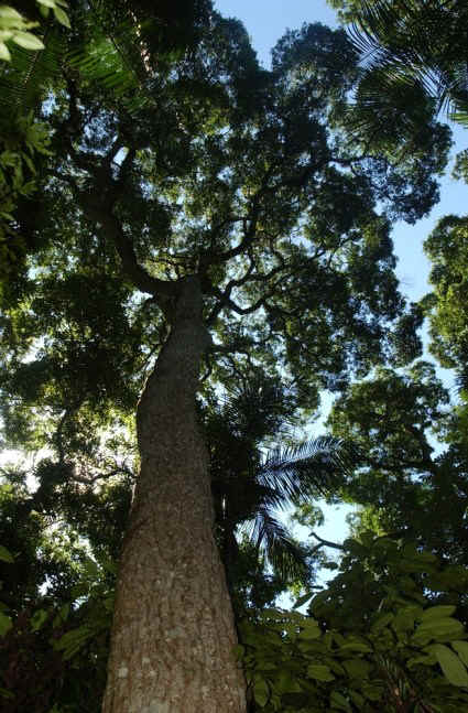 bosques-nativos-2.jpg (143152 bytes)