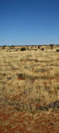 campo-cut.JPG (16202 bytes)