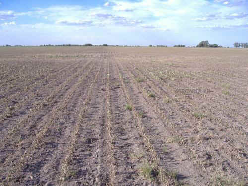 camposeco.jpg (48956 bytes)