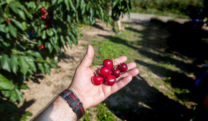 cerezas-losandes-comar.jpg (44208 bytes)