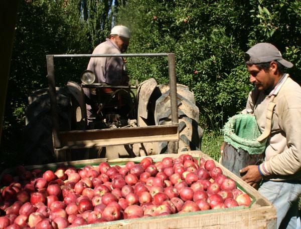 cosecha-manzanas.JPG (73030 bytes)