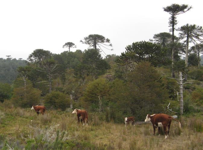 ganaderia-bosques.JPG (52772 bytes)