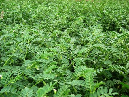garbanzo-planta.JPG (52422 bytes)