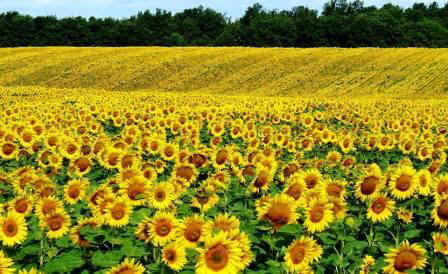 girasolito-ckv-3.jpg (42616 bytes)
