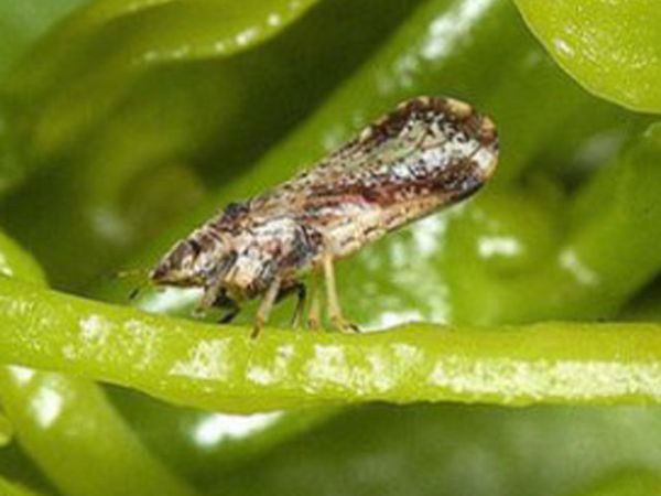 hlb-chicharrita.jpg (32861 bytes)