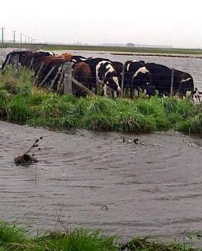 inundación-animales-cut.JPG (21082 bytes)