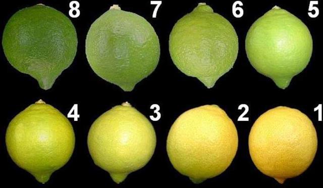 limon-eltucumano.jpg (31831 bytes)