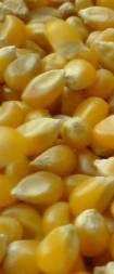maiz-cut.JPG (5568 bytes)