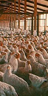 pollos-granja-cut.JPG (16605 bytes)