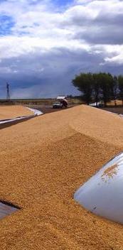 silo-bolsa-rotos-cut.JPG (12891 bytes)