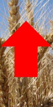 trigo-arriba-agroarea-cut.JPG (15414 bytes)