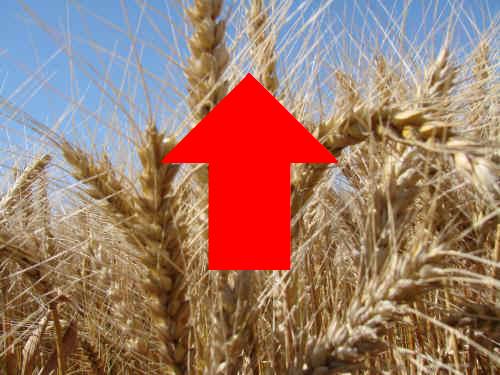 trigo-arriba-agroarea.JPG (37001 bytes)