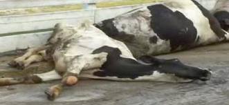 vaca-loca.jpg (9205 bytes)
