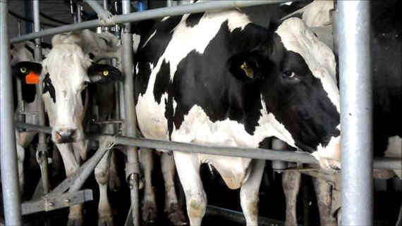 vacas-tambo-1-1.JPG (32769 bytes)