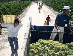 vinateros-trabajando.jpg (9995 bytes)