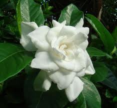 2-gardenia-jazmin.jpg (7712 bytes)