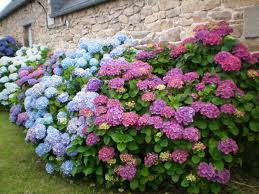 3-hortensias.jpg (14352 bytes)