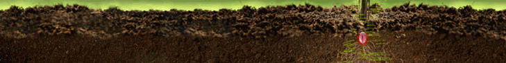 RIZODERMA-BANNER.gif (54932 bytes)
