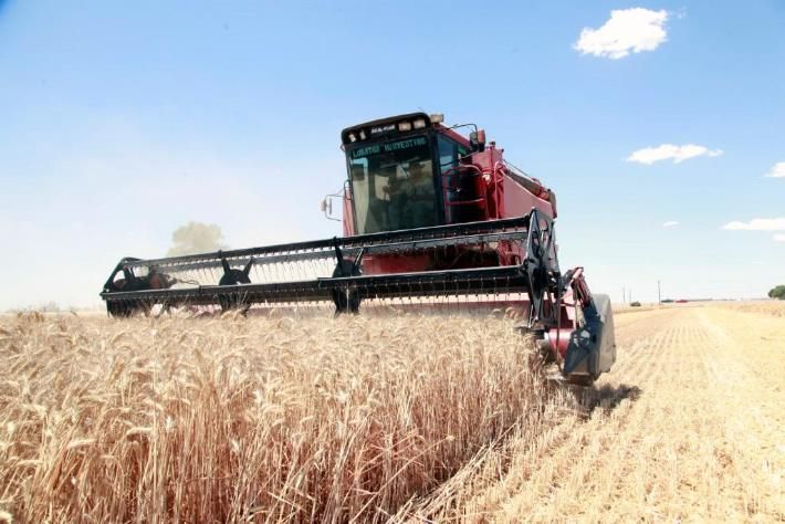 Trigo-trilla.jpg (34892 bytes)