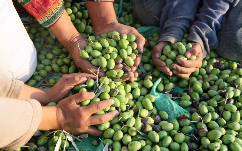 aceitunas-productores.jpg (363313 bytes)