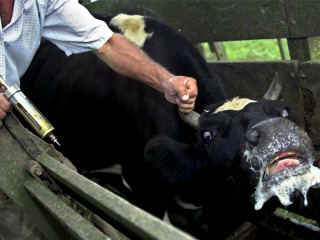 aftosa-3-agroarea.jpg (20181 bytes)