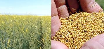 brassica-carinata.jpg (36877 bytes)