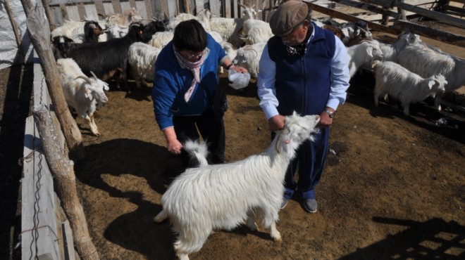 cachemira-rionegro-comar-3.jpg (76466 bytes)