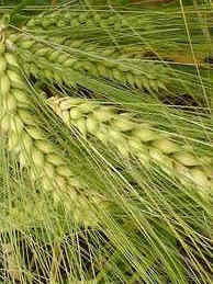 cebada-cervecera.jpg (12752 bytes)