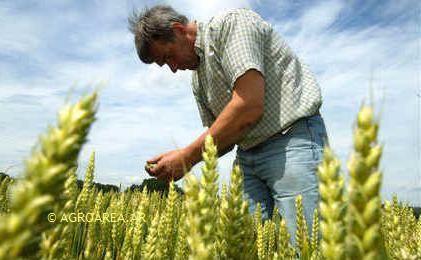 cebada.JPG (24225 bytes)