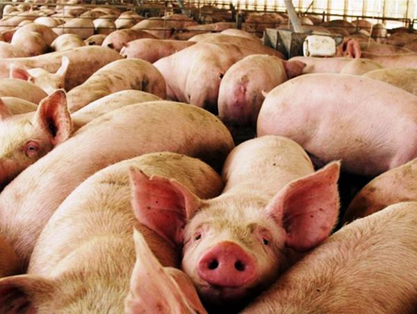 cerdos-ab1.jpg (49222 bytes)