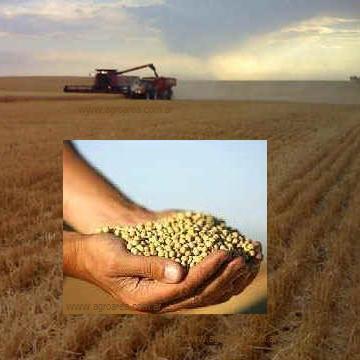 cosechando-granos-manos.JPG (14062 bytes)