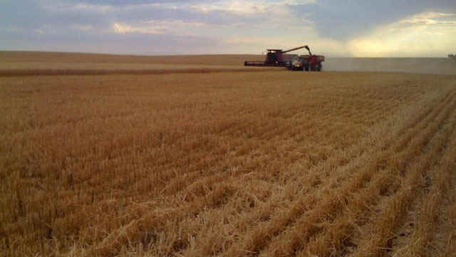 cosechando.jpg (18247 bytes)