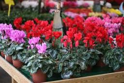 cyclamen.jpg (10582 bytes)