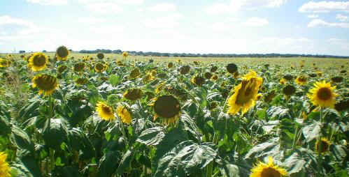 girasol1.jpg (23375 bytes)