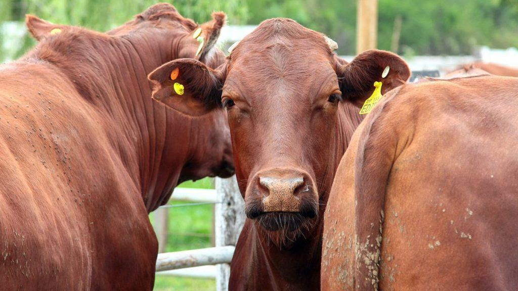 hacienda-bcr.jpg (137168 bytes)