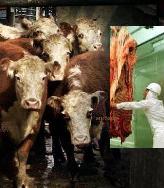 hacienda-manga-frigo-mini-cut.JPG (9477 bytes)