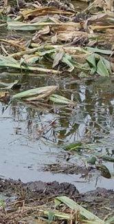 inundacion-sin-piso-cut.JPG (11566 bytes)