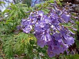 jacaranda.jpg (16434 bytes)