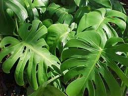 monstera.jpg (13347 bytes)