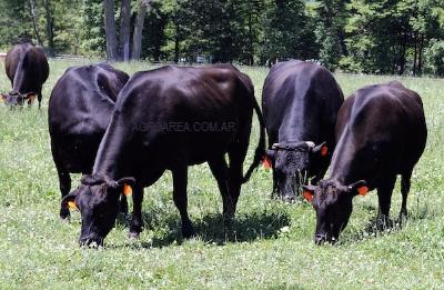 raza-wagyu.JPG (33038 bytes)