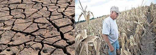 seca-campo-maiz.JPG (21428 bytes)