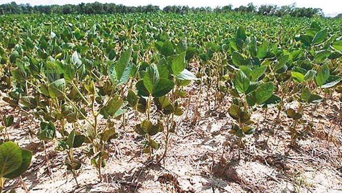 seca-soja-agroarea.JPG (64761 bytes)