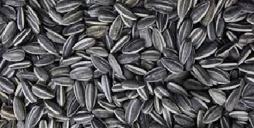 semillas-girasol.jpg (47877 bytes)