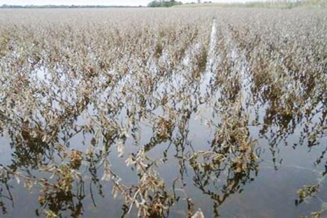 soja-inundada.jpg (41450 bytes)