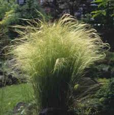 stipa.jpg (9307 bytes)