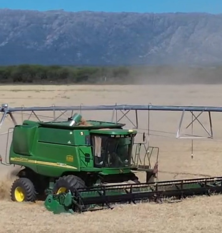 trigo-cortaderas-81qq-12-2025.jpg (113943 bytes)