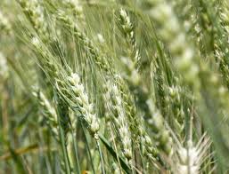 trigo-f-2.jpeg (11091 bytes)