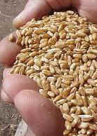 trigo-mano-cut.JPG (6545 bytes)